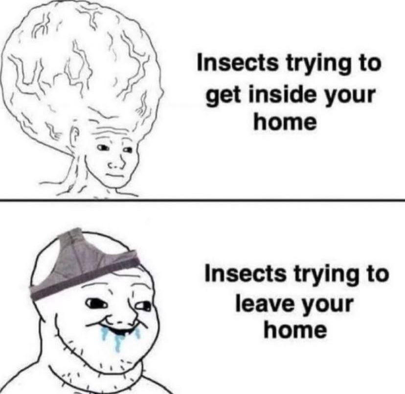 У Insects trying to get inside your home Insects trying to leave your home