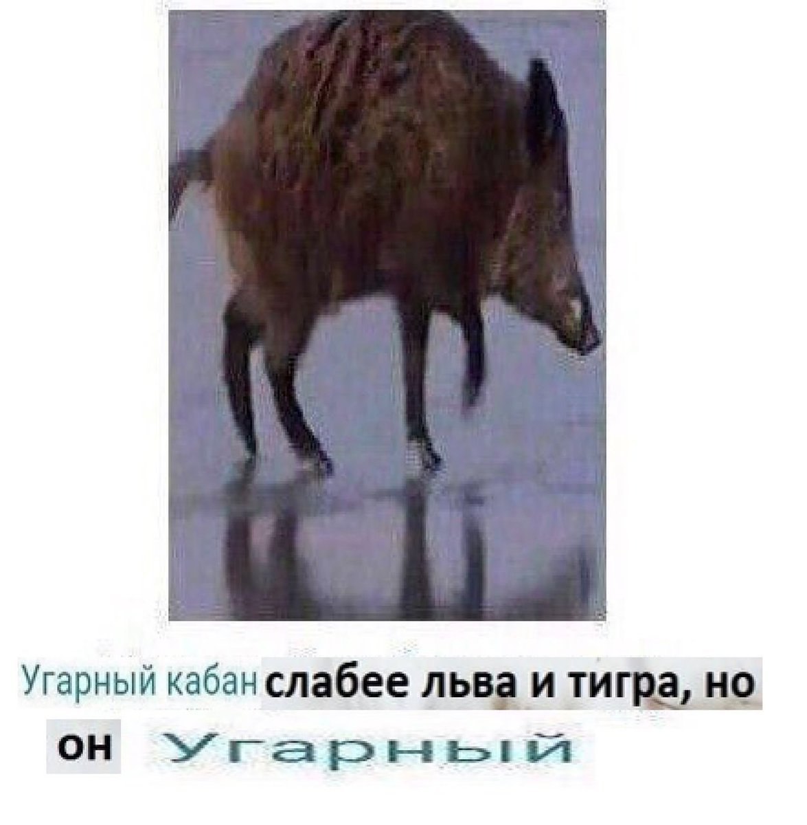 Угарный кабан слабее льва и тигра, но