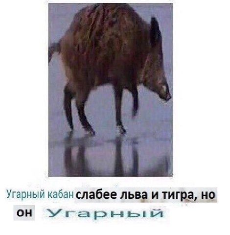 Угарный кабан слабее льва и тигра, но