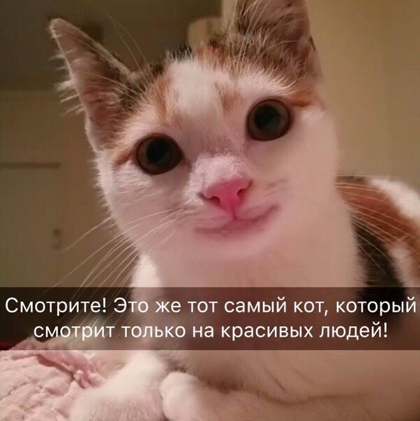 Смотрите! Это же тот самый кот, который смотрит только на красивых людей!