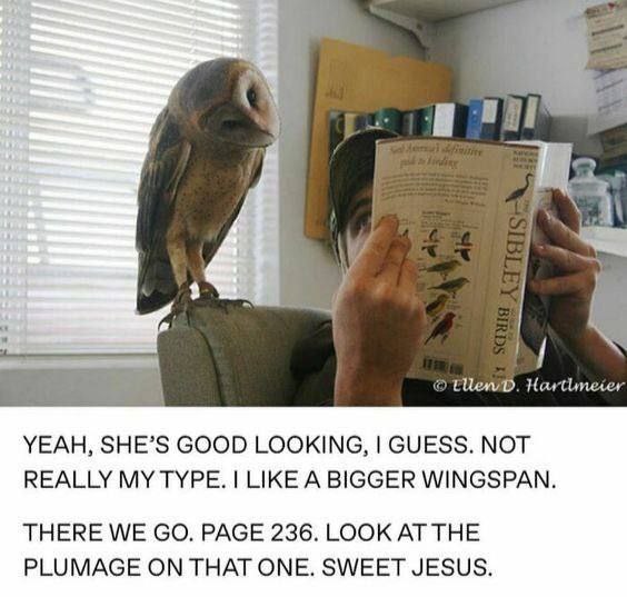 Hartlneier YEAH, SHE’S GOOD LOOKING, GUESS. NOT REALLY MY LIKE A BIGGER WINGSPAN. THERE WE PAGE 236. LOOK AT THE PLUMAGE ON THAT ONE. SWEET JESUS.