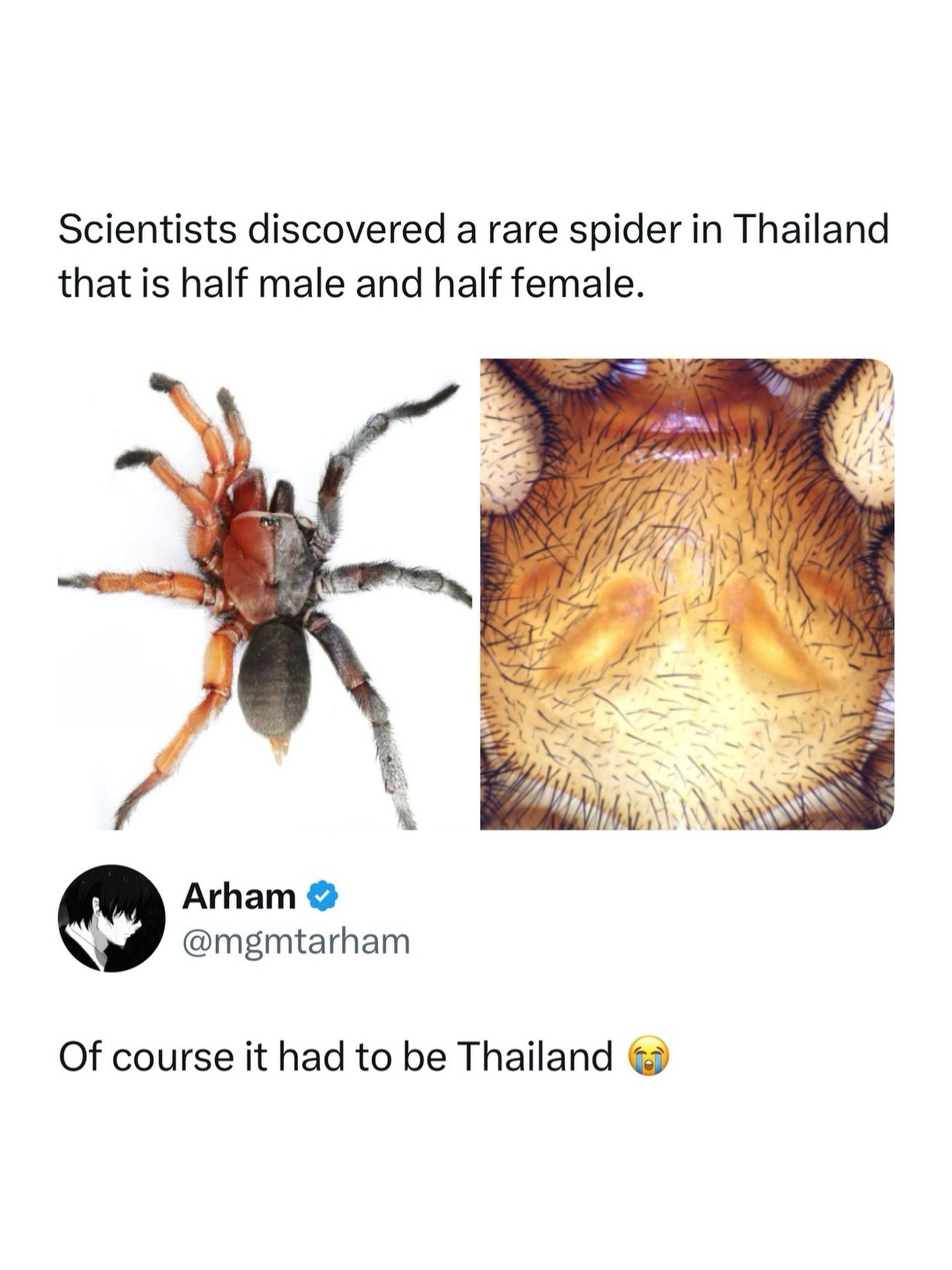 Scientists discovered а rare spider Thailand that is half male and half female. A) ГИР 4), Arham @mgmtarham Of course it had to be Thailand