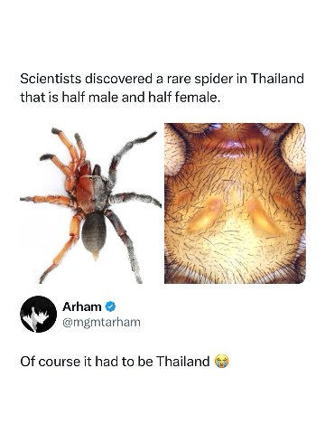 Scientists discovered а rare spider Thailand that is half male and half female. A) ГИР 4), Arham @mgmtarham Of course it had to be Thailand