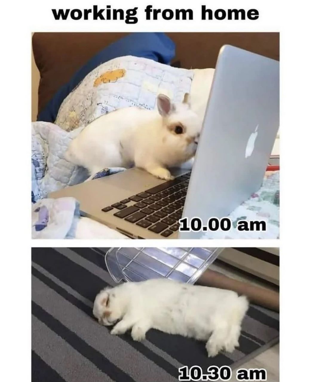 working from home 7% 4