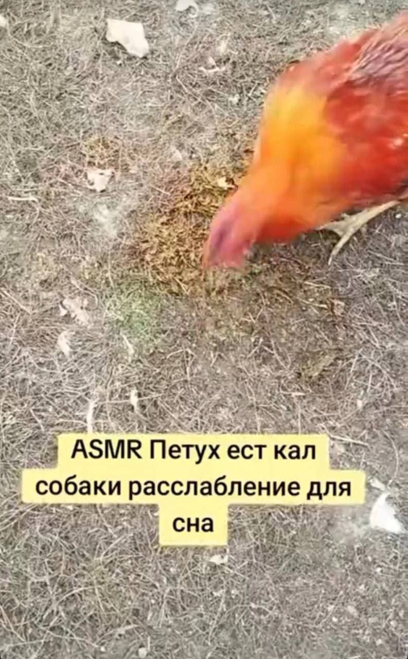 an 1 cond 7 tage’ 7 4 7 у 2 у. 7 4 и A. 4 an 4 our у и А у 4, 374 ASMR Петух ест кал соба расслаоление для ЧЕ сна и we у a. я у я я