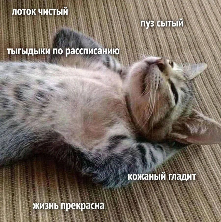 лоток Пузсытый А тыгыдыки по рассписанию кожаный гладит жизнь прекрасна 4 4