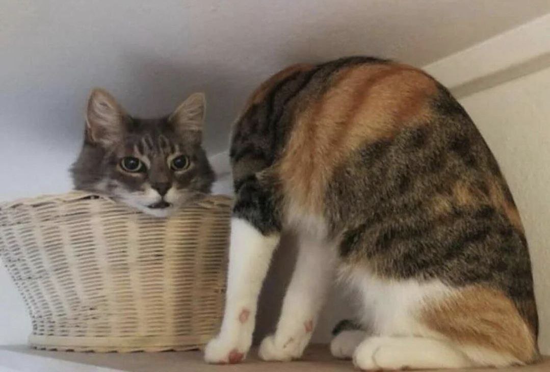 Le chat