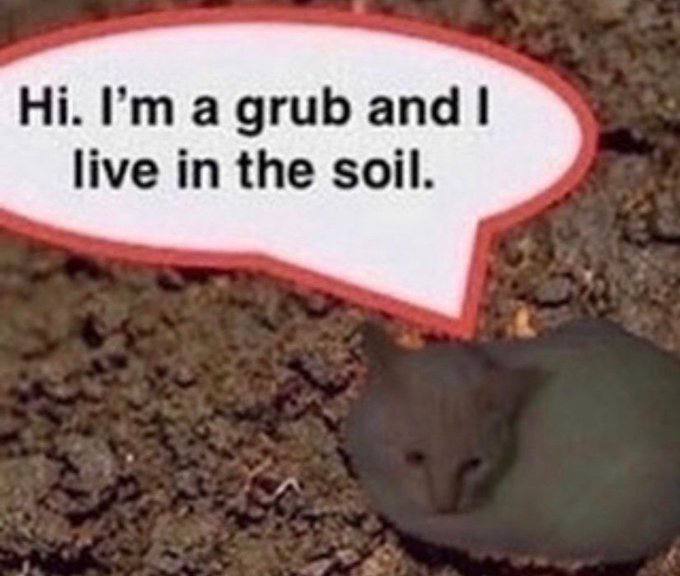 a grub and live in the soil.