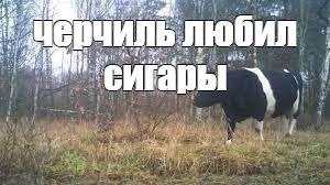 a ЧИЛЬ любил ‘сигары