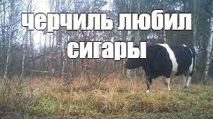 a ЧИЛЬ любил ‘сигары