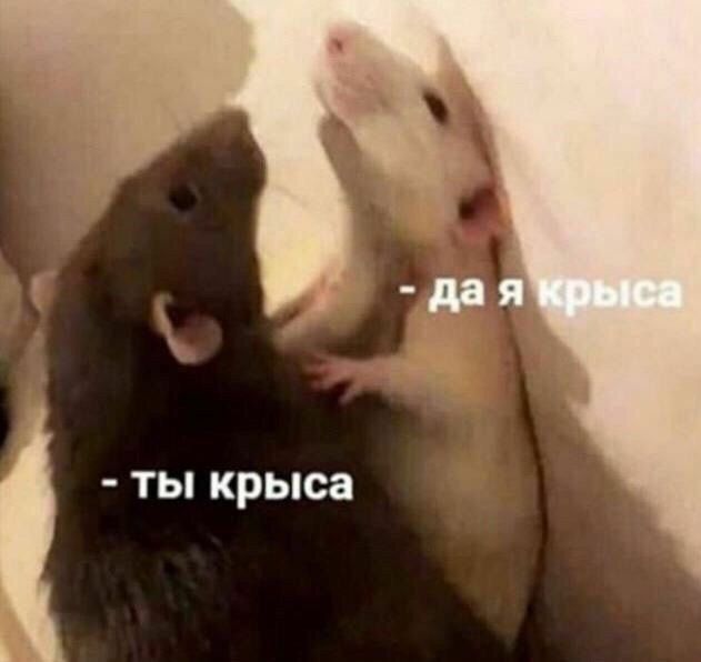 дая Крыса. ты крыса