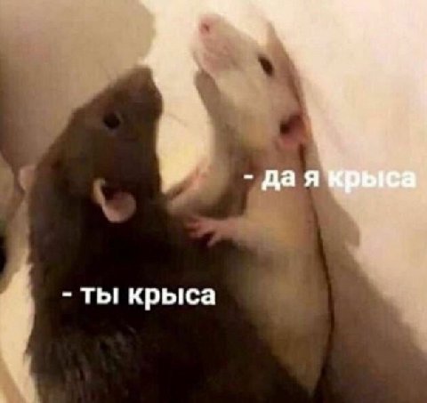 дая Крыса. ты крыса