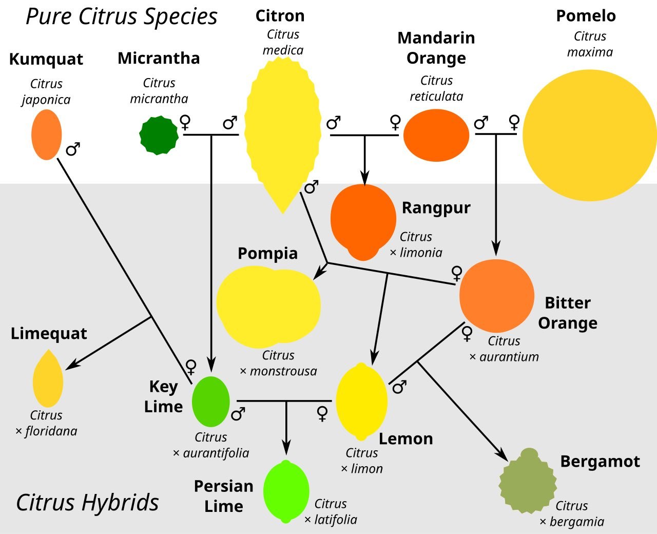 Pure Citrus Species Citron Pomelo Citrus Mandarin Citrus medica maxima Kumquat Micrantha Orange Citrus Citrus Citrus micrantha reticulata japonica 0. Rangpur Citrus Pompia limonia Bitter Orange Limequ