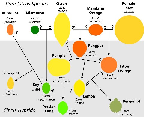 Pure Citrus Species Citron Pomelo Citrus Mandarin Citrus medica maxima Kumquat Micrantha Orange Citrus Citrus Citrus micrantha reticulata japonica 0. Rangpur Citrus Pompia limonia Bitter Orange Limequ