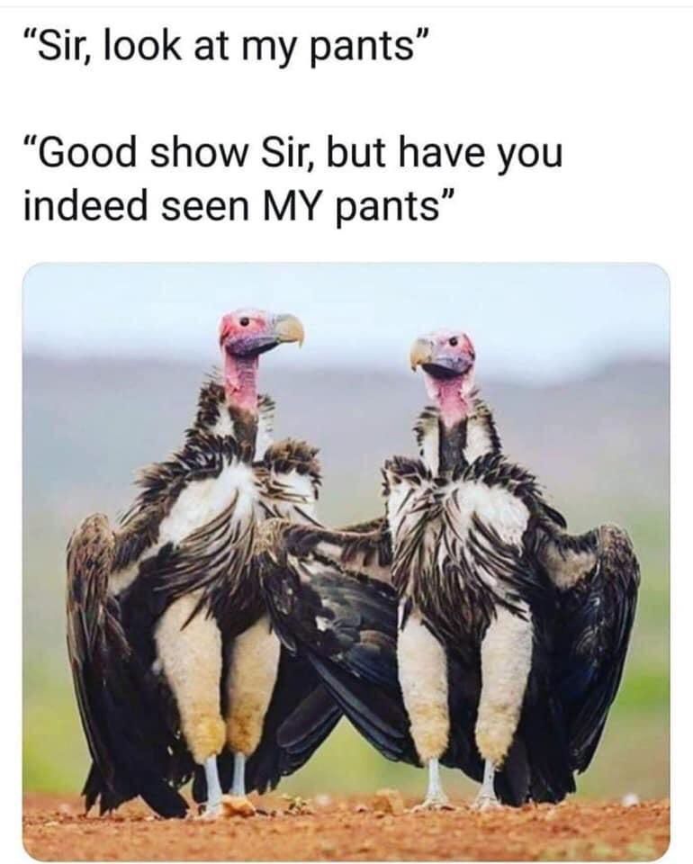 Sir, look at my pants Good show Sir, but have you indeed seen MY pants 2