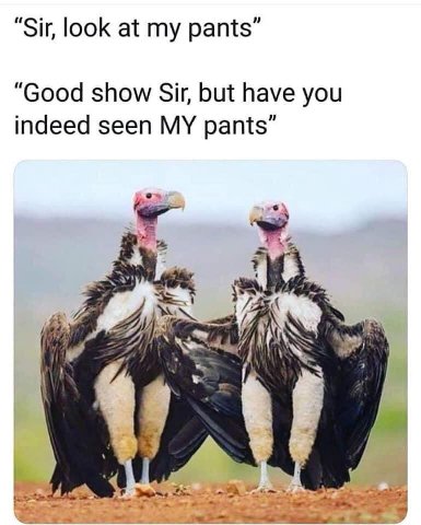 Sir, look at my pants Good show Sir, but have you indeed seen MY pants 2