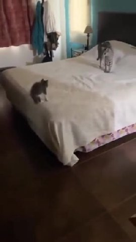 мем