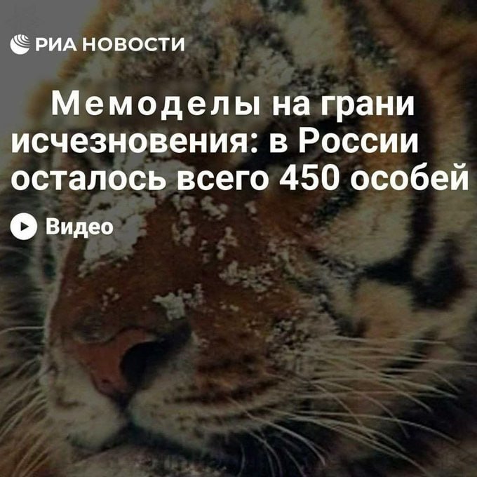 РИА НОВОСТИ Мемоделы на грани исчезновения: в России осталось всего 450 особей видео