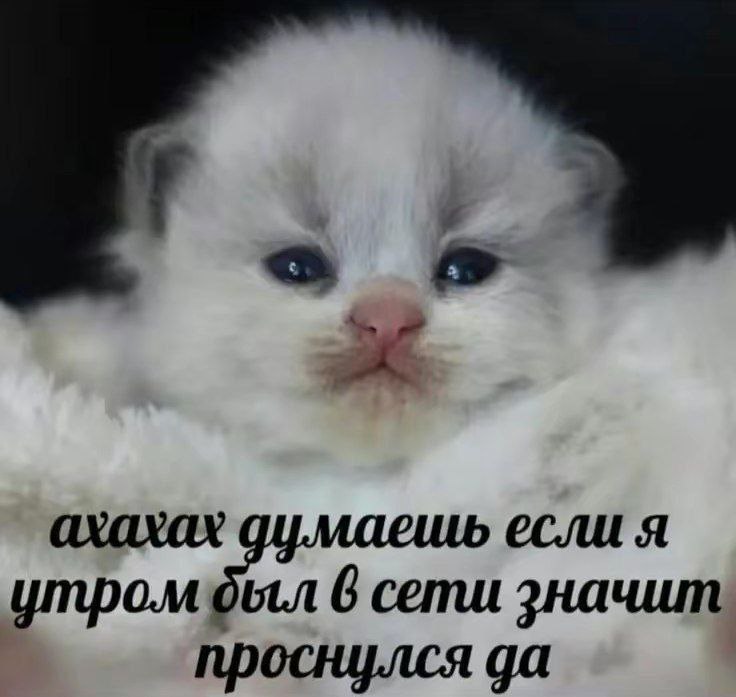 4 ахахах если я 6 сети значит проснулся да