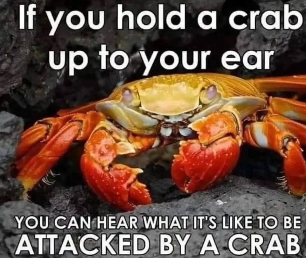you hold a crab up to your ear YOU САМ HEAR WHAT LIKE TO BE ATTACKED A CRAB