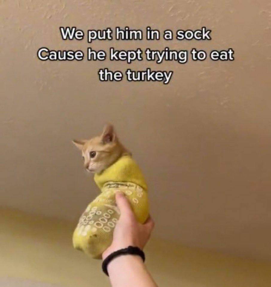 ‘We put him in а sock Cause he kept trying to eat the turkey
