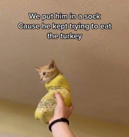 ‘We put him in а sock Cause he kept trying to eat the turkey