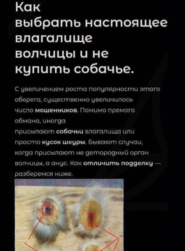 Как выбрать настоящее влагалище волчицы и не купить собачье. С роста популярносгти эгого оберега, существенно увеличилось число мошенников. Помимо прямого обмана, иногда присылают собачьи влагалища ил