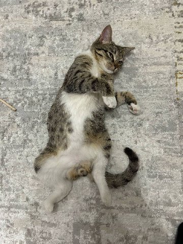!Алматы! 

Ищем порядочную семью для котика. Подобран с улицы, есть проблемы с задней лапкой. Привили, стерилизован, к лотку приучили.