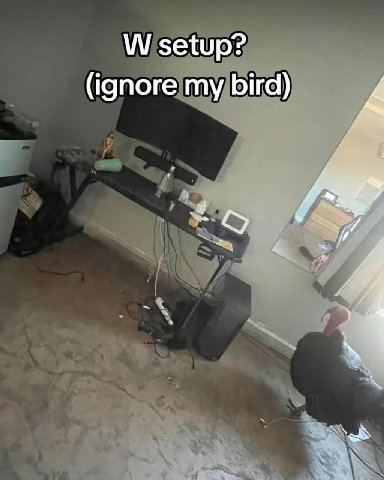setup? (ignore my bird)