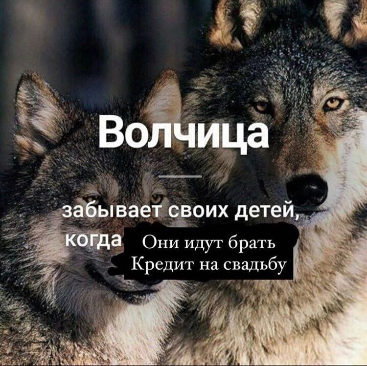 Волчица забывает своих детей, когда Они идут брать Кредит на свадьбу