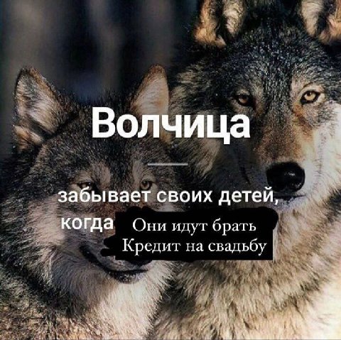 Волчица забывает своих детей, когда Они идут брать Кредит на свадьбу