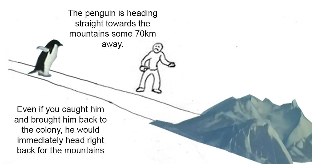 The penguin is heading straight towards the mountains some away. Even if you caught him and brought him back to the colony, he would immediately head right back for the mountains