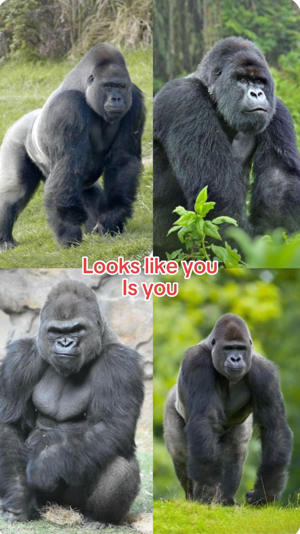Fooks Is you