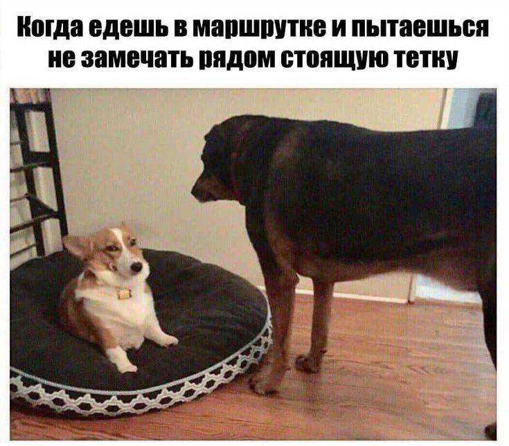 Когда едешь в маршрутке и пытаешься не замечать рядом стоящую тетку