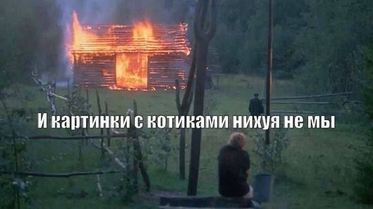 Икартинки с котиками нихуя не мы