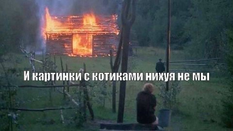 Икартинки с котиками нихуя не мы