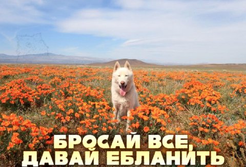 ney 4 7 $2 к у 7 а у 9 ‘BPOCAM ВСЕ; У ЗАВАИ ЕБЛАН