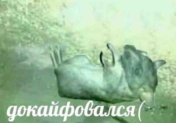 4 докайфовался