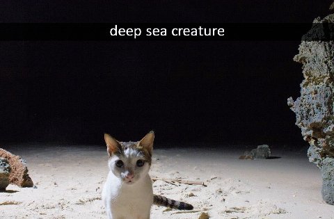 deep sea creature