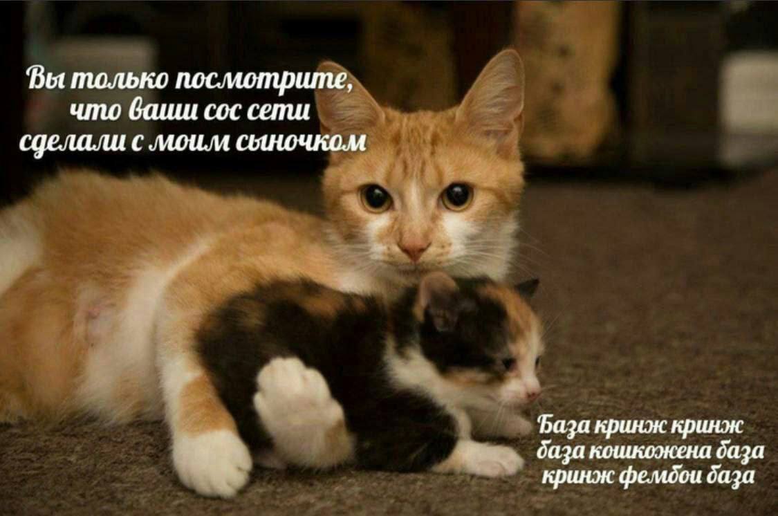 Bot только посмотрите, что баши сос сети сделали с моим База кринж кринж база кошкожена база кринж фелмодси