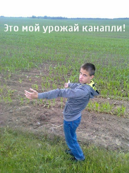 Это мой урожай канапли!