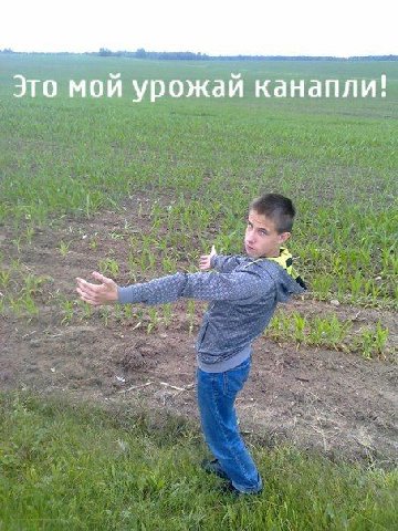 Это мой урожай канапли!