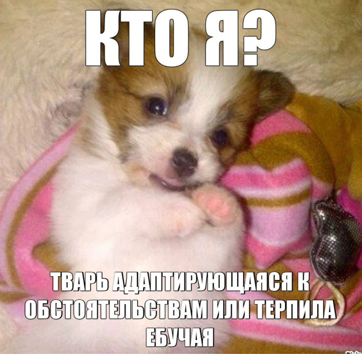 ТВАРЬ РУЮЩАЯСЯ К ИЛИ ТЕРПИЛА, ЕБУЧАЯ