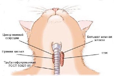 Центр мемной секреции Большая мемная железа Прямая кишька стас Труба ГОСТ