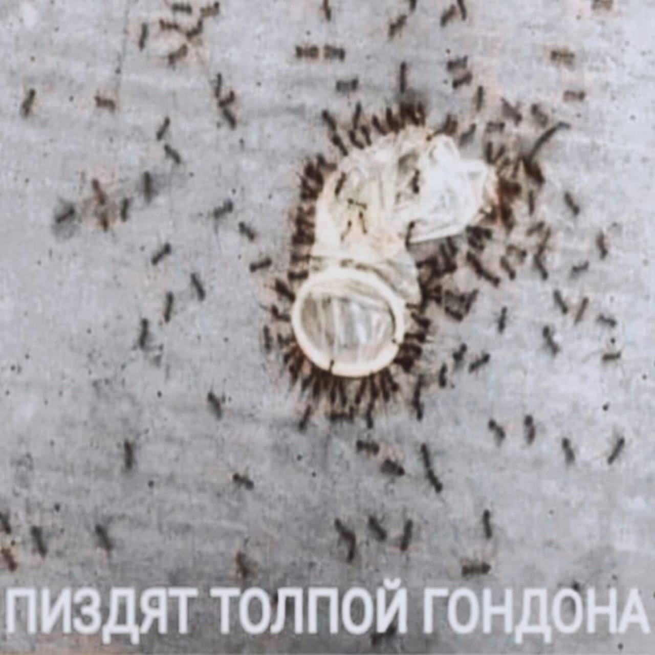 5% "tion я ПИЗДЯТ ТОЛПОЙ ГОНДОНА