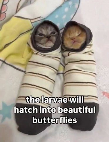 the will hatch into beautiful butterflies