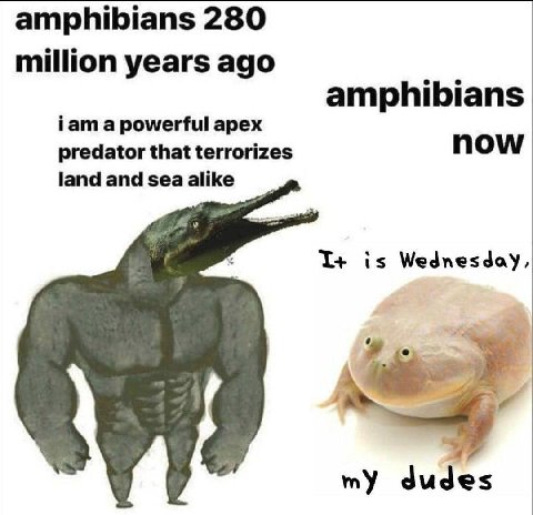 amphibians 280 million years ago amphibians iam a powerful apex predator that terrorizes now land and sea alike is Wednesday, my dudes