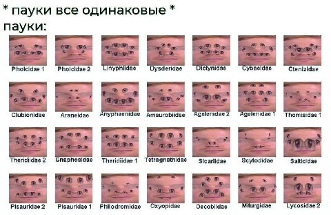 мем прислала Катя