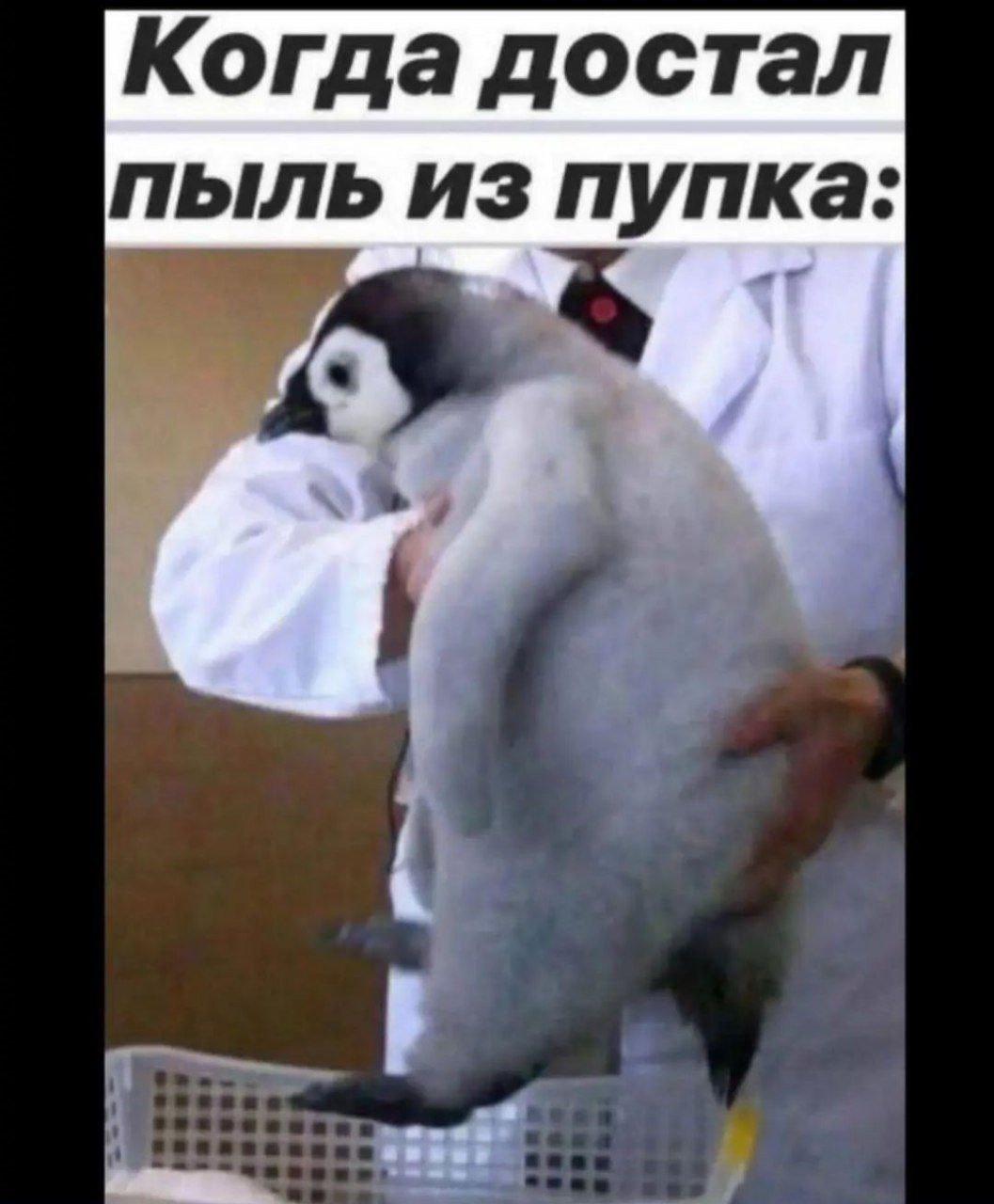 Когда достал ПЫЛЬ из пупка: