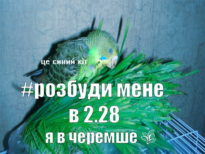 синий KIT нрозбуди мене В 2.28 черемше 52